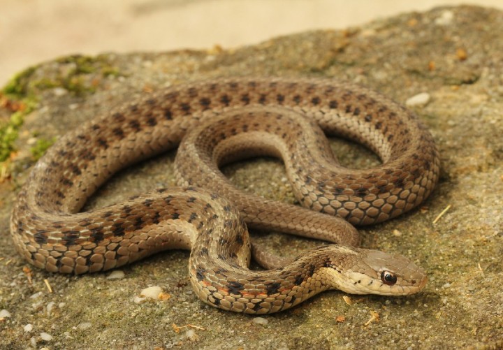 Eastern Garter Snake